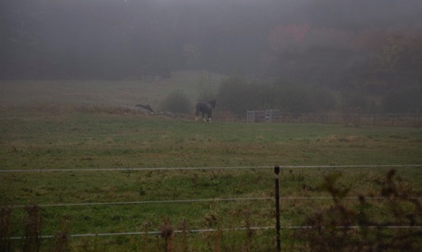 Clydesdale in the Mist - NHP256